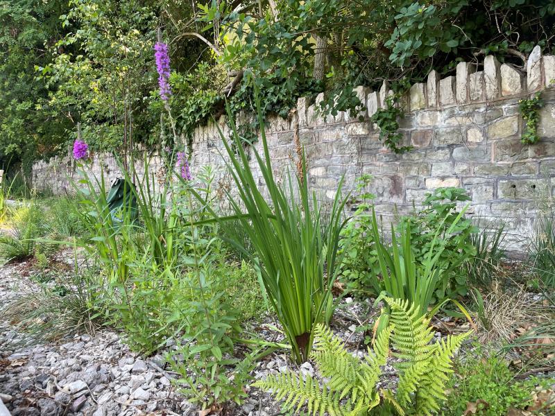 A New Rain Garden for the Bath River Line