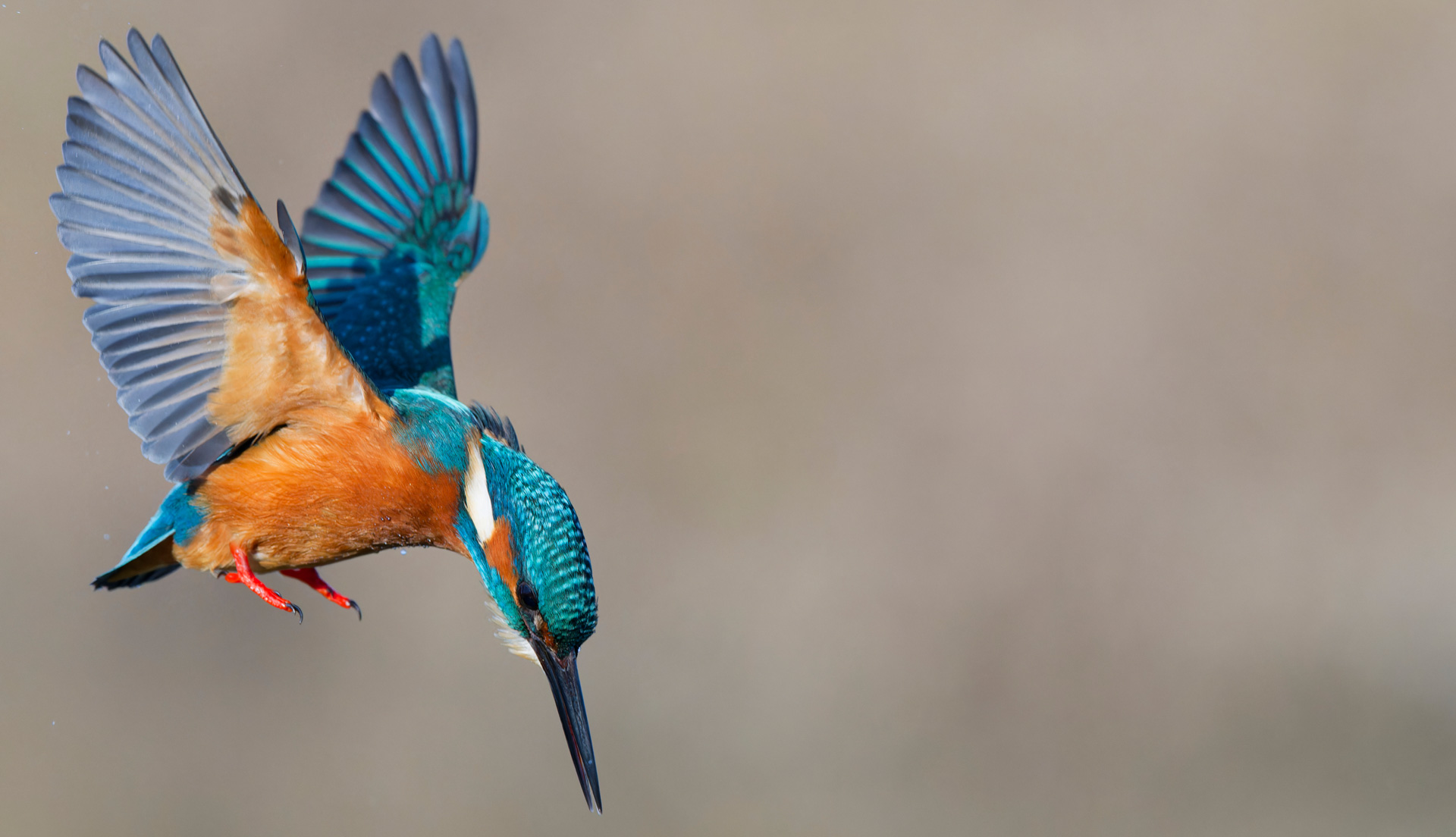 Kingfisher