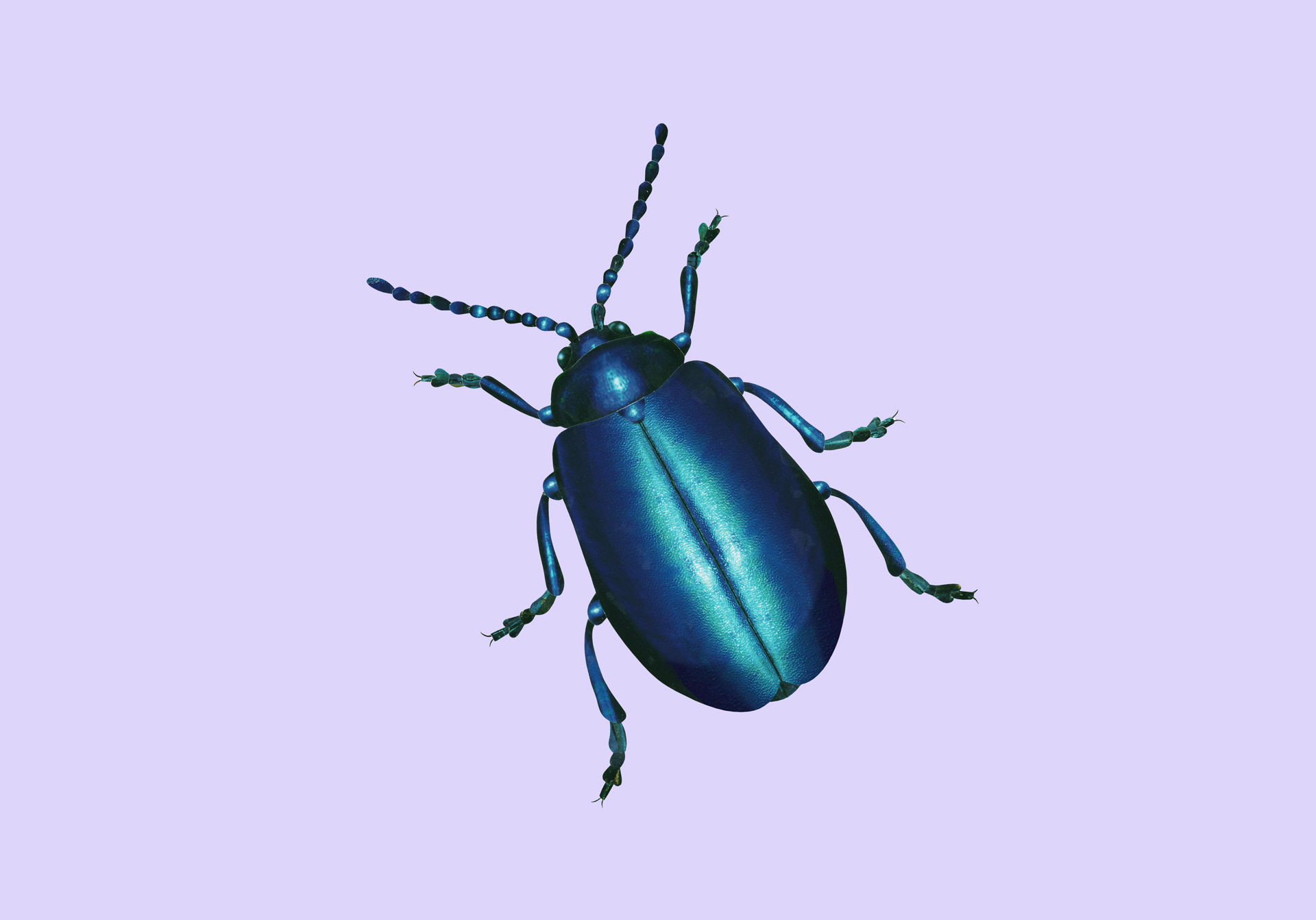 Alder beetle
