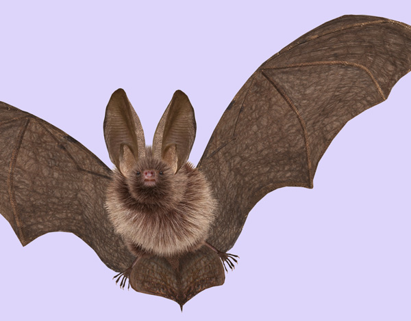 Bats