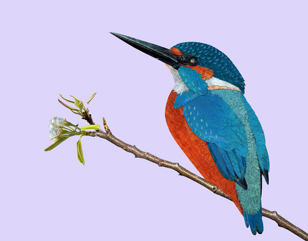 A kingfisher