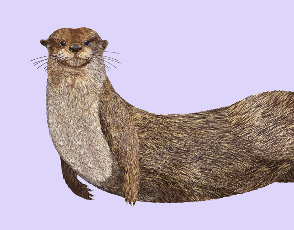 Otter swimming