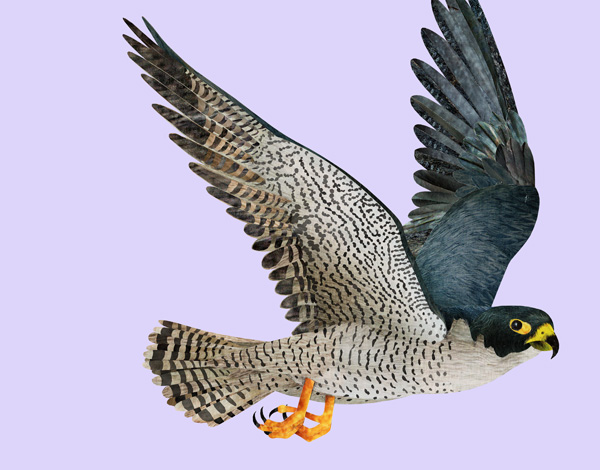 Peregrine Falcon