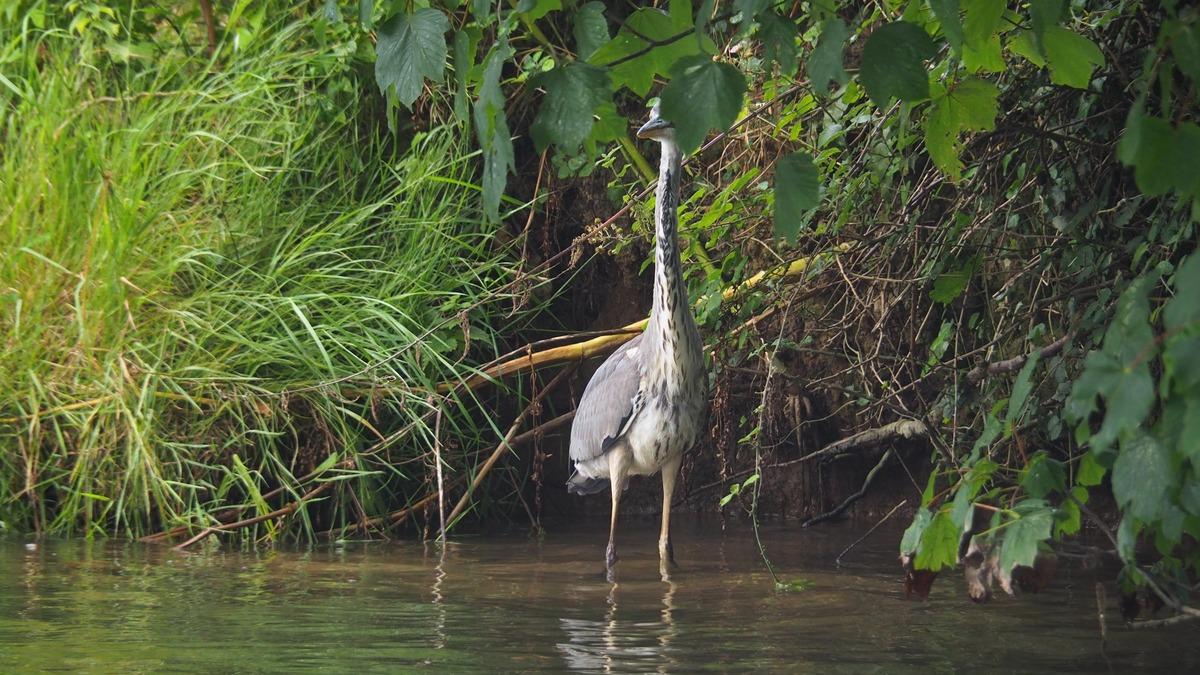 A heron on the River Avon