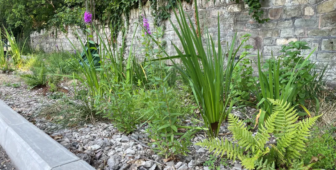 A New Rain Garden for the Bath River Line