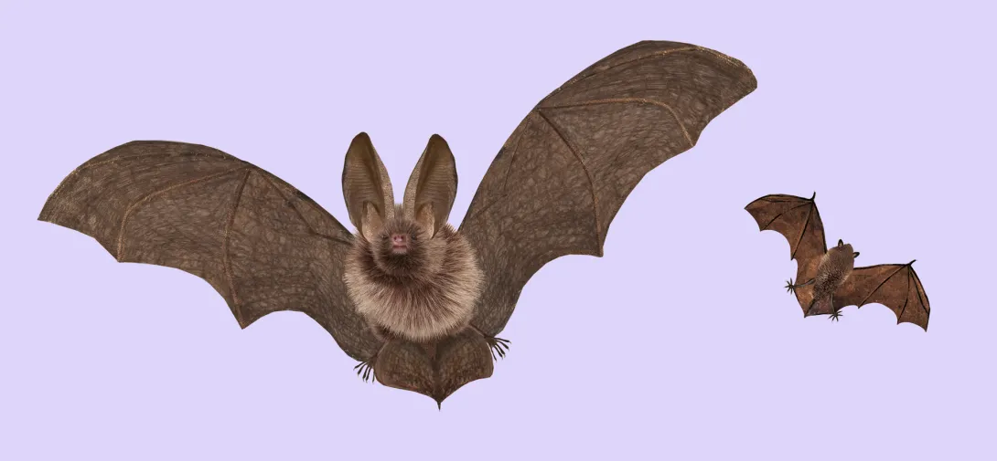 Bats