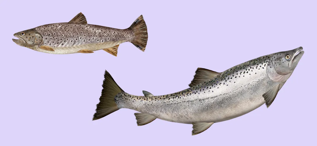 Fish