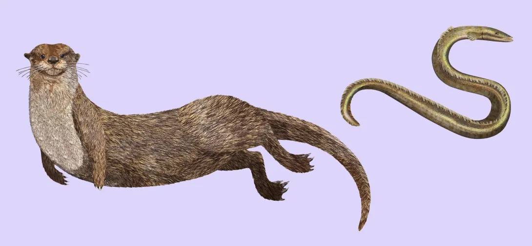 Otters and eels swimming