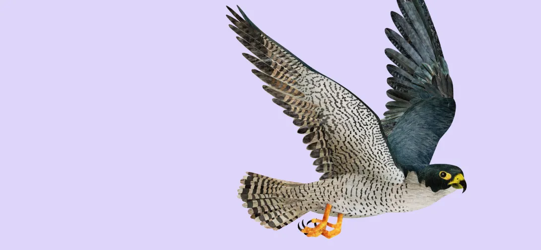 Peregrine Falcon